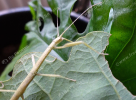 Carausius Morosus - Indian Stick Insect Nymphs 5-10
