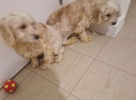 Cockapoo