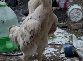 Chicken for sale in Birmingham