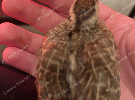 Gora teetar chick for sale