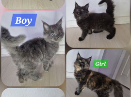 8 maine coons ready for new homes in Bury