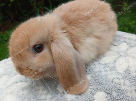 LAST ONE Stunning mini lop make baby rabbit RTR