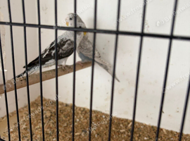 Selection of black wing budgies