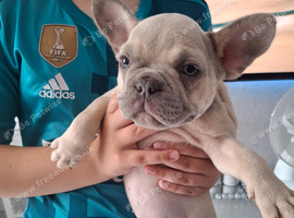 French bulldog pups (kc reg )