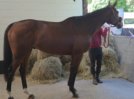 Stunning 16.1 9 yr old Gelding