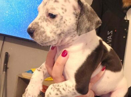 American bully cross dalmation