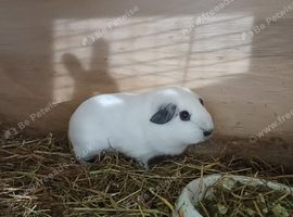 Baby boy cali guinea pig