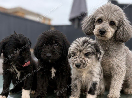 2 boys 1 girl poodles