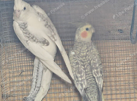 Female cockatiels