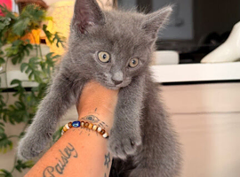 Male kitten
