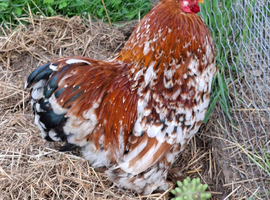 Millie fleur pekin cock