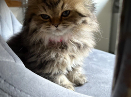 Beautiful Shorthair and Longhair kittens