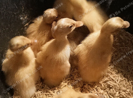 Indian Runner duckling FEMALES