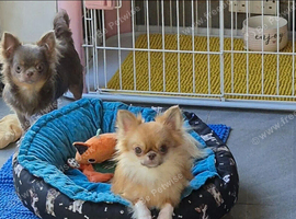 KC registered chihuahua male