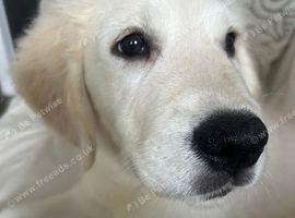 15 week old golden retriever for sale