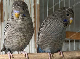 Blackface budgies //bw, blackface dunfallow, melanistic spangle bf