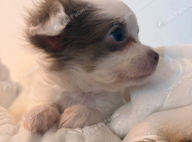 Long haired lilac and white chihuahua puppy