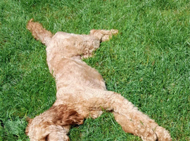 Irish doodle Dog