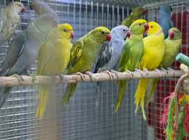 Ring neck parrot