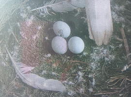 Goshawk chicks for sale three-quarter albidus and50x50albidus white birds ready mid June contact Terry