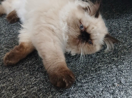 Persian Male 4 months old