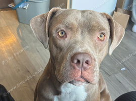 Cane corso x staffy
