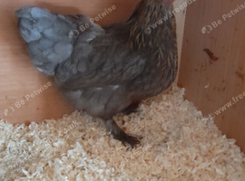 1 bantam chicken