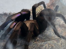 Adult female Chilobrachys Natanicharum Mated tarantula