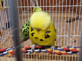 Pair of english budgies