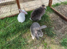 4 baby rabbits mini lop X dwarf lop