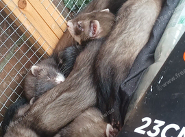 6 kits polecat