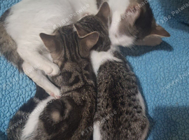 6 kittens looking for new home