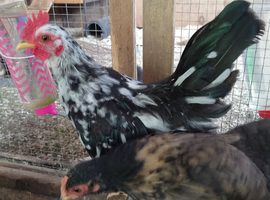 Serama cockerel 4 months old