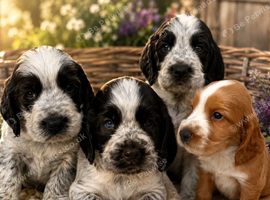 Cocker spaniel