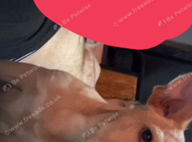 Terrier puppy mix looking for his forever home