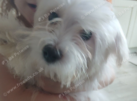 Pure breed Maltese tiny puppy