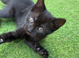 Last female kitten