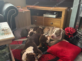 American bulldog pups