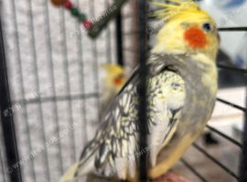 Cockatiel