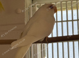 Baby Splendid parakeets