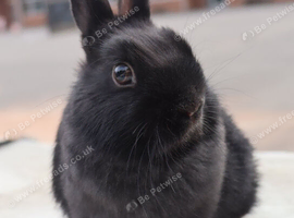 Baby Black Netherland Dwarf Buck - Ready Now