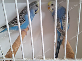 2 young budgies