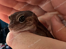 Stunning 3 year old male