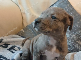 Merle pups and blue merle pups ,  Staff cross shar pei pupps