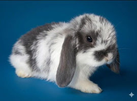 baby mini lops ready to go now