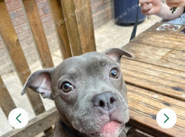 Blue Staffordshire bull terrier 11 mouths old