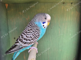 Female blue normal budgie