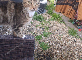 2 female cats