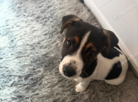 Jack Russell boy