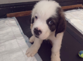 Last male Saint Bernard puppy left READY TO LEAVE NOW